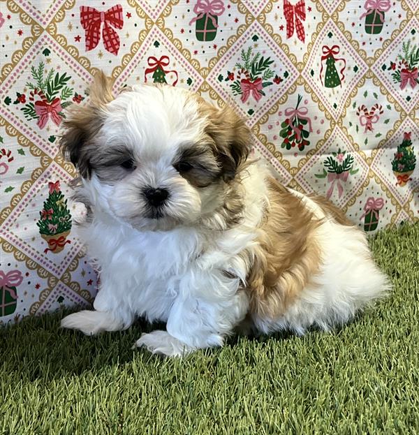 Maltese / ShihTzu