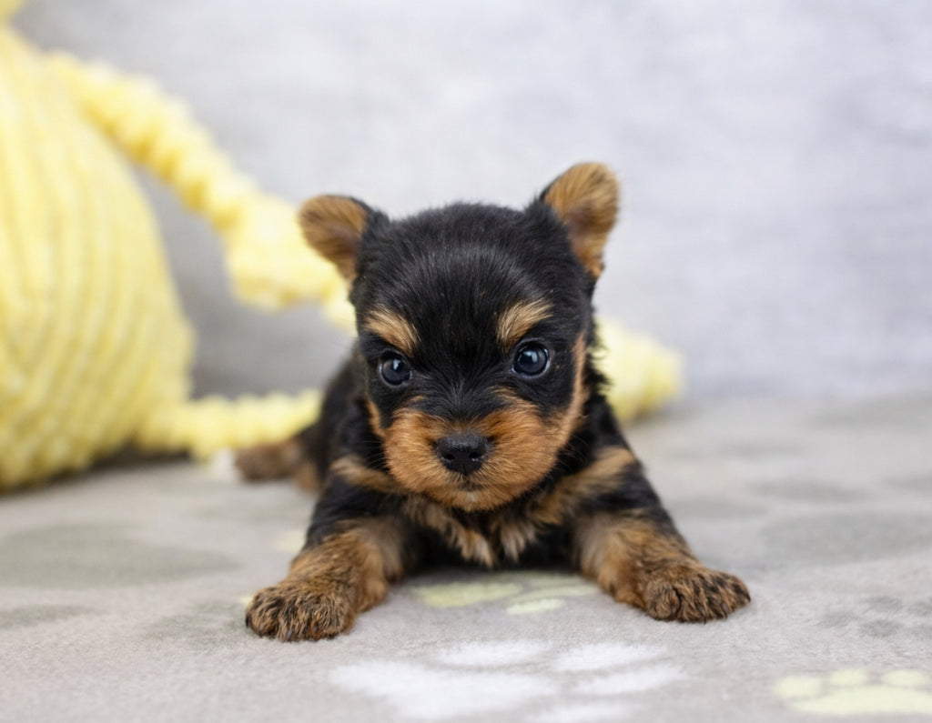 Teacup Yorkie