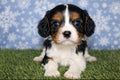 Cavalier King Charles Spaniel