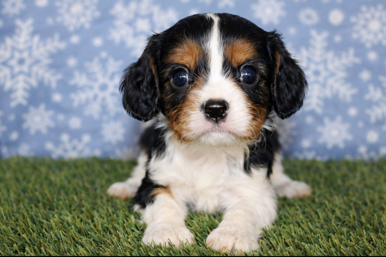 Cavalier King Charles Spaniel