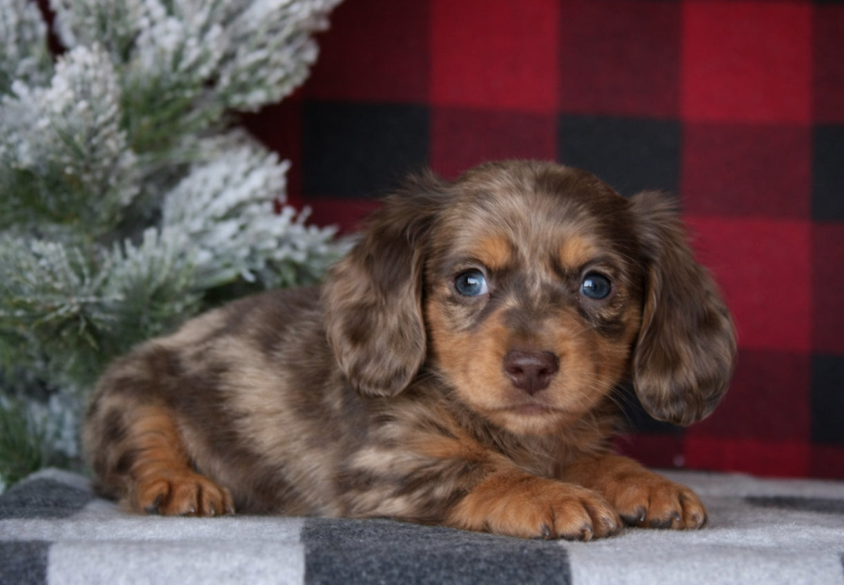 Mini Dachshund