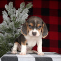 Beagle - Available 02/10/26