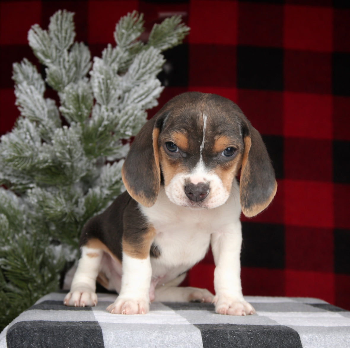 Beagle - Available 02/10/26