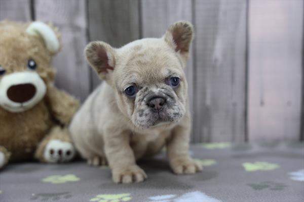 AKC French Bulldog - Fluffy Merle