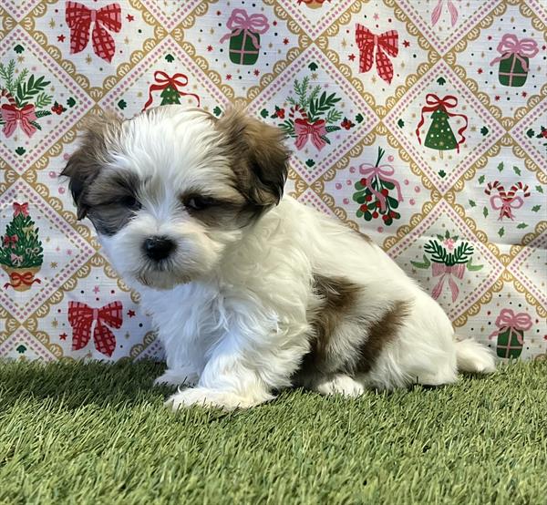 Maltese / ShihTzu