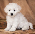 Bichon Frise - Available 02/10/26