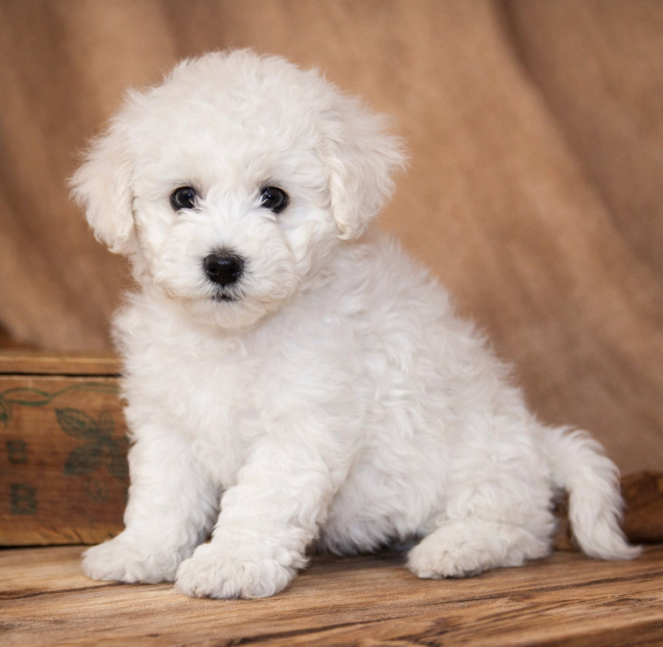 Bichon Frise - Available 02/10/26