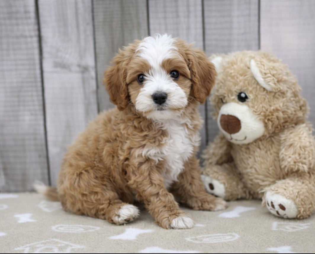 CavaPoo