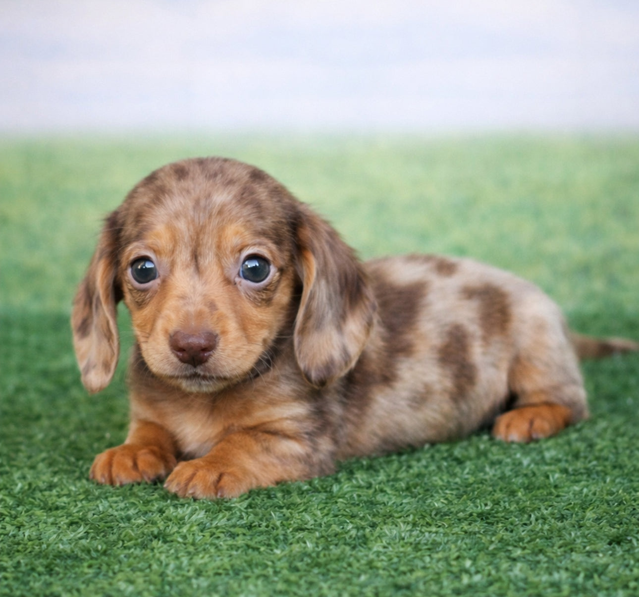 Mini Dachshund - Extremely TINY