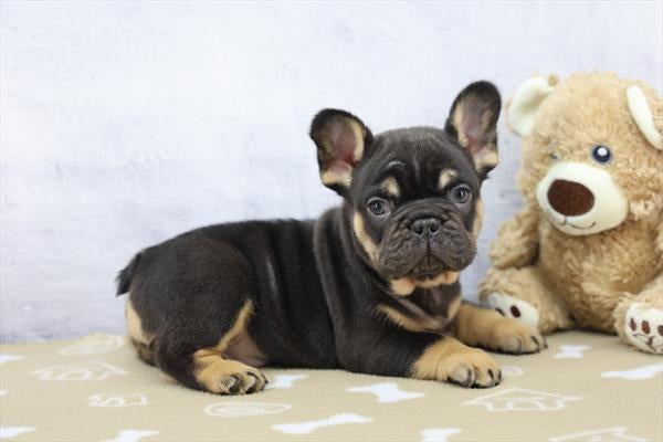 AKC French Bulldog