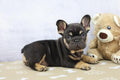 AKC French Bulldog