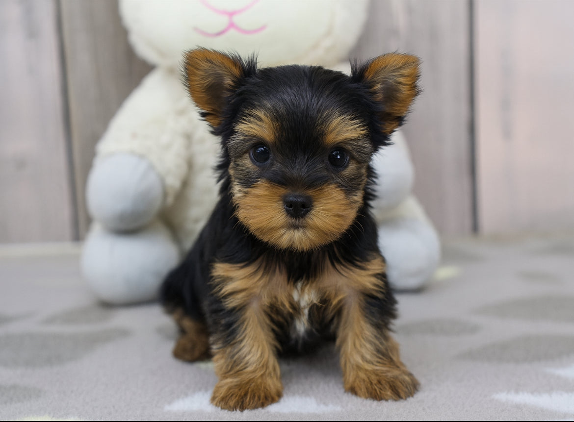 Teacup Yorkie
