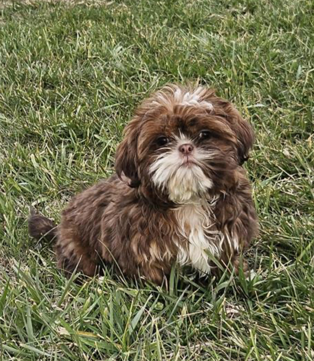 ShihTzu