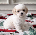 MaltiPoo