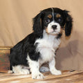 Cavalier King Charles Spaniel- Available 02/10/26