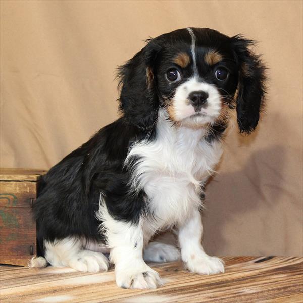 Cavalier King Charles Spaniel- Available 02/10/26
