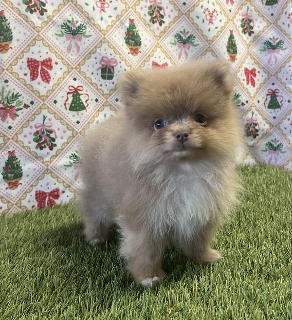 Teacup Pomeranian