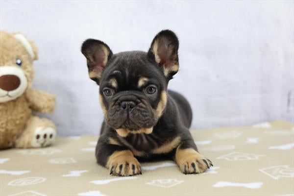 AKC French Bulldog