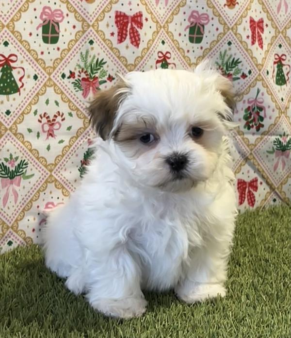 Maltese / ShihTzu