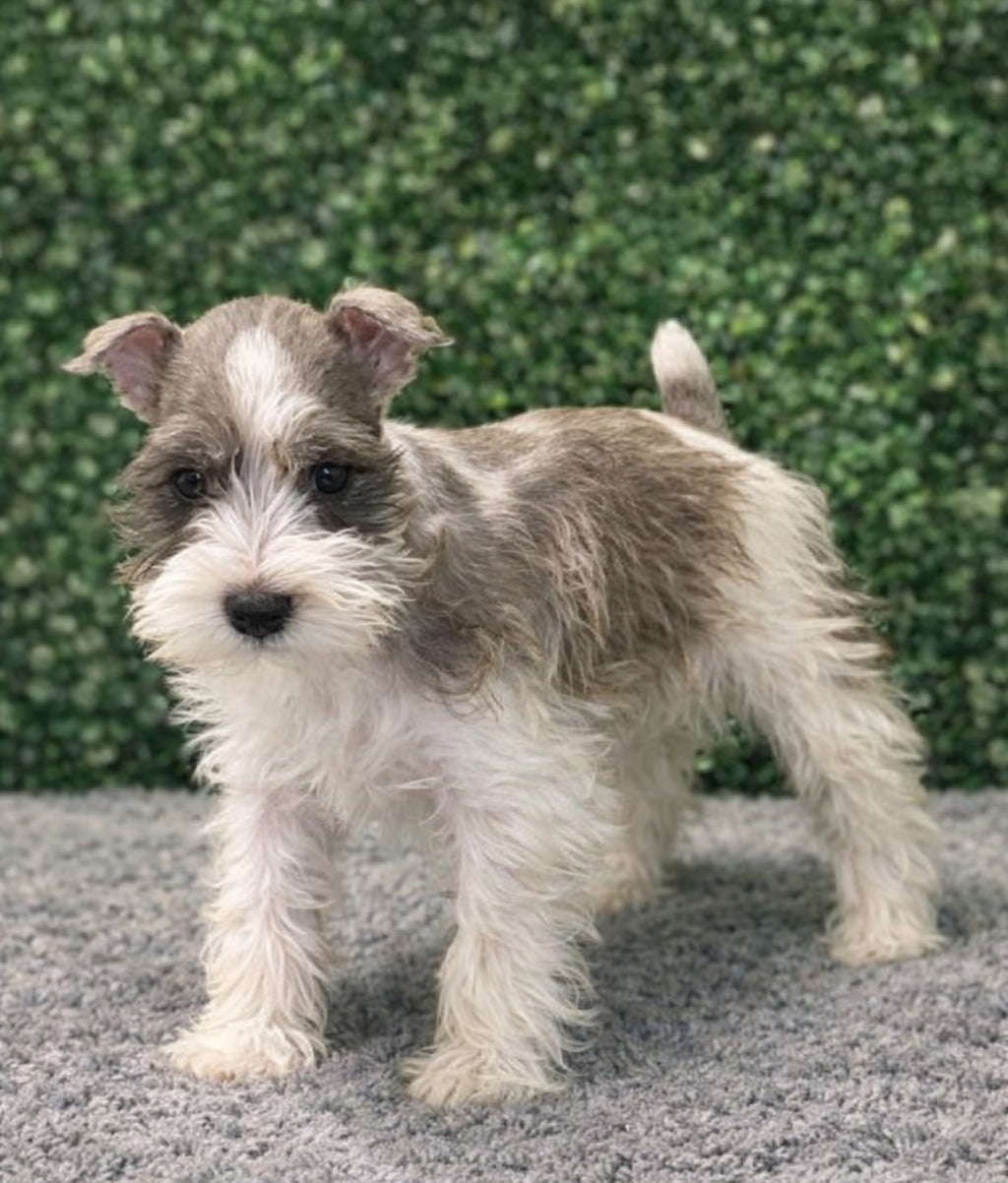 Mini Schnauzer
