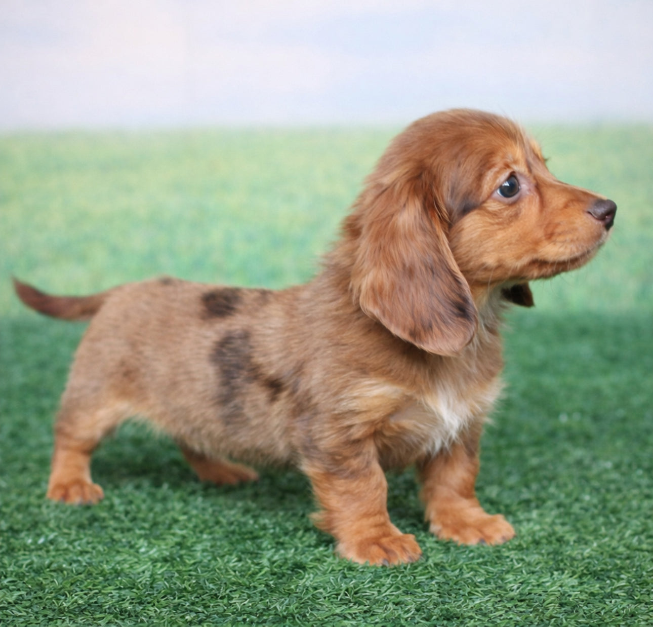 Mini Dachshund - Extremely TINY