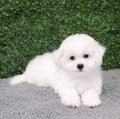 Bichon Frise