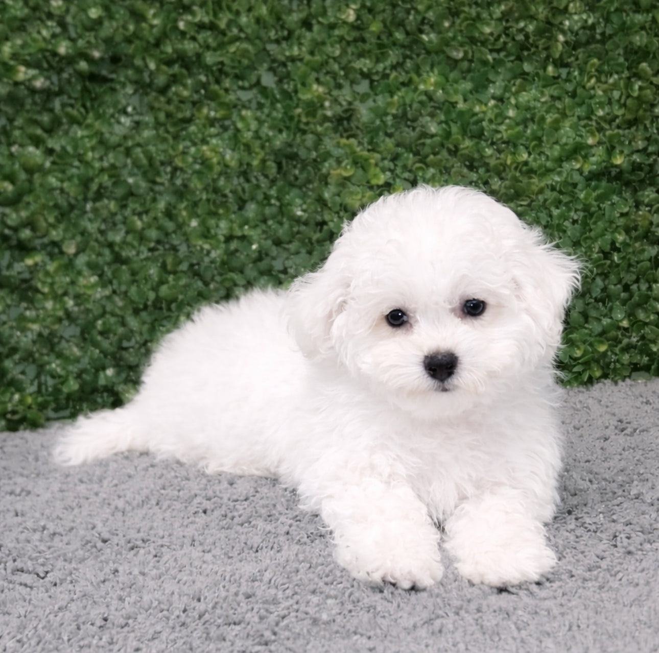 Bichon Frise