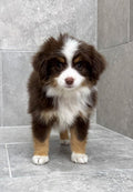 Toy Australian Shepherd