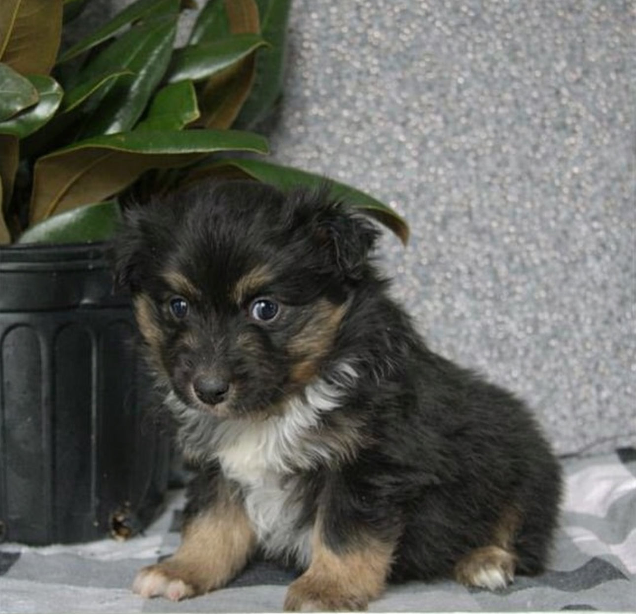 Mini Aussie
