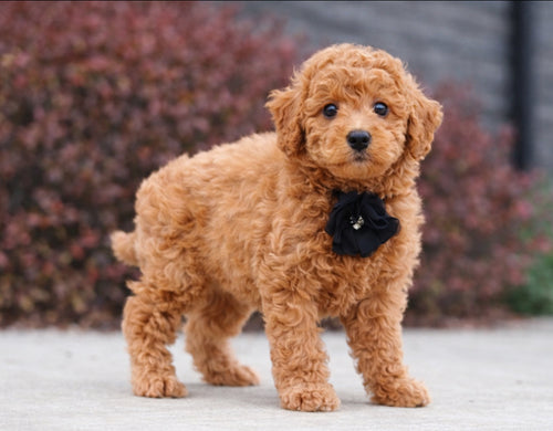 Available NOW- CavaPoo