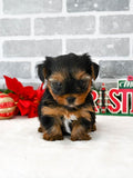 Teacup Yorkshire Terrier