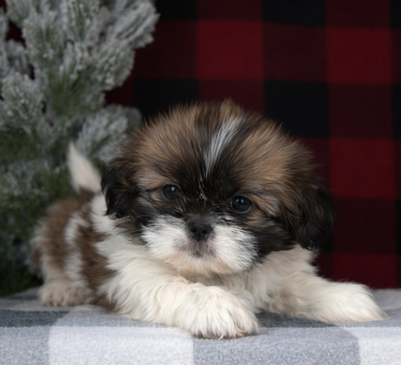 ShihTzu