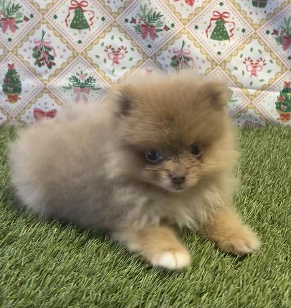 Teacup Pomeranian