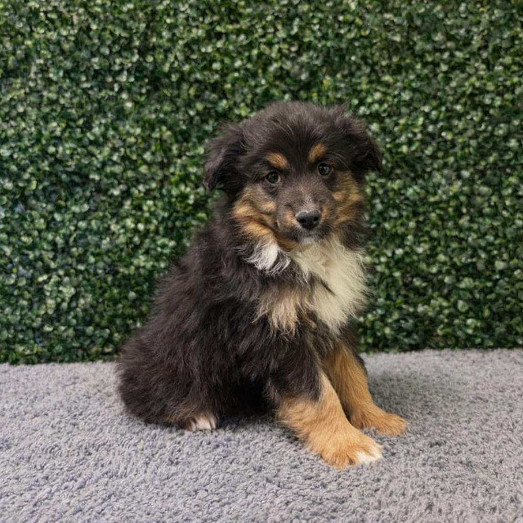 Available NOW- Mini Aussie