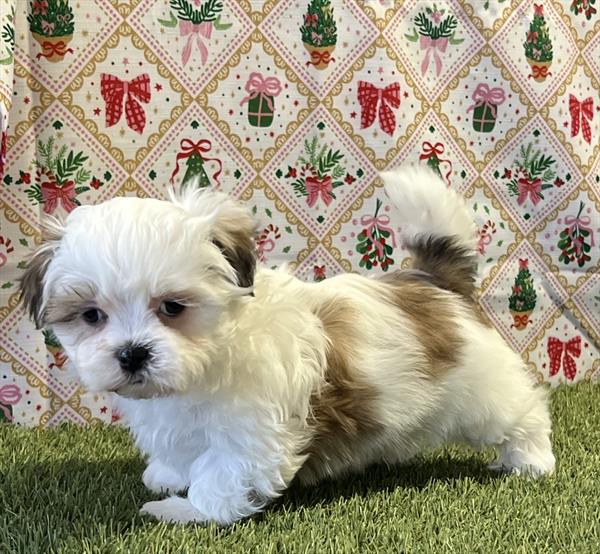 Maltese / ShihTzu