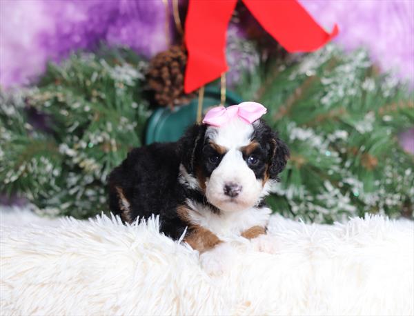 Mini Bernedoodle - F1B