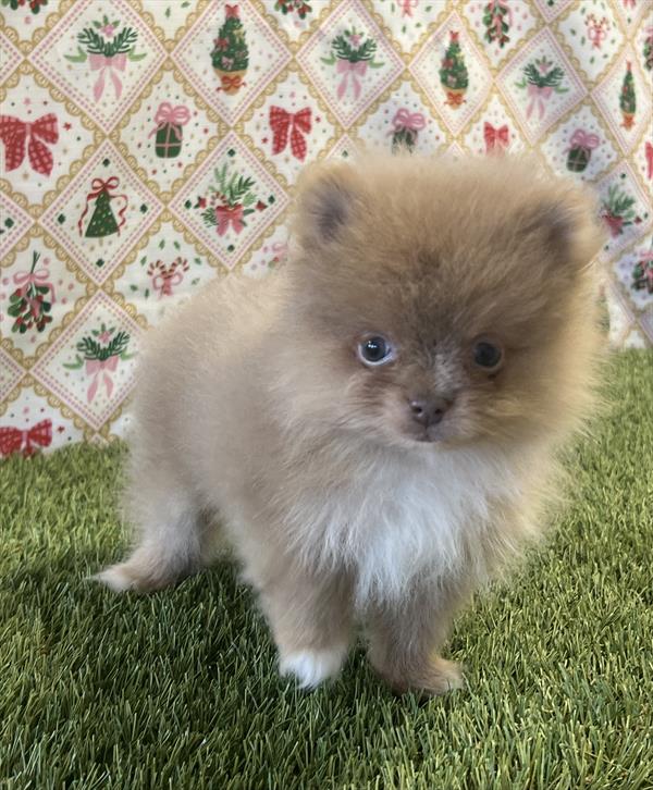 Teacup Pomeranian
