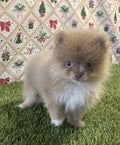 Teacup Pomeranian