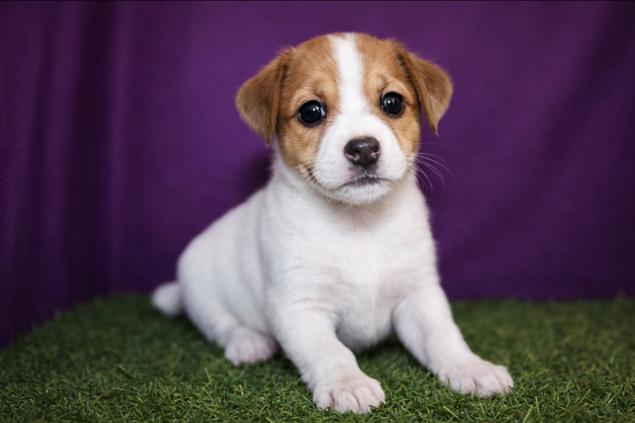 Jack Russel