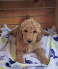 Micro Goldendoodle