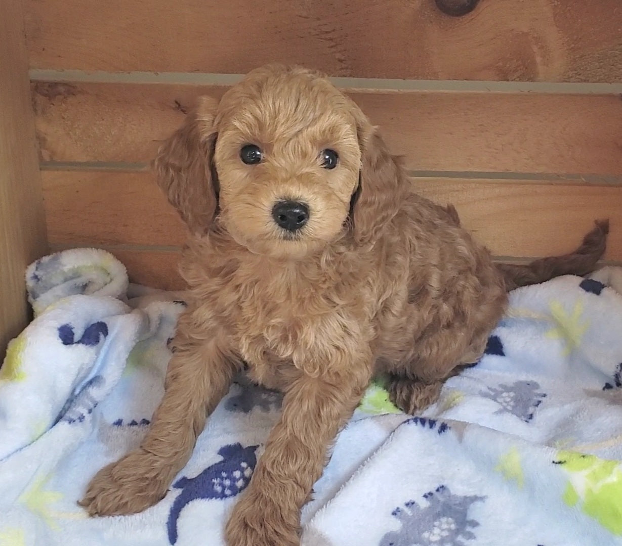 Micro Goldendoodle