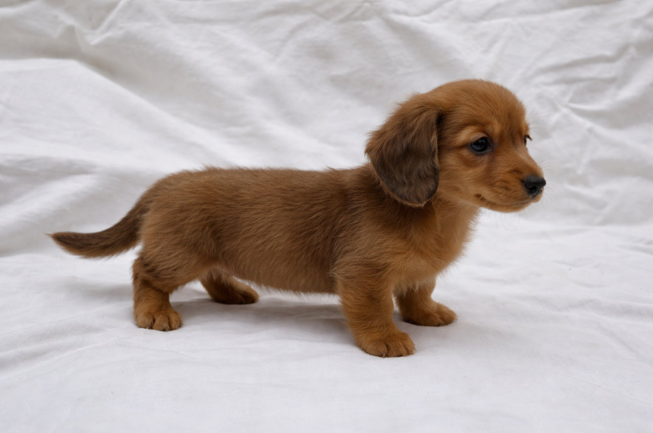 Mini Dachshund