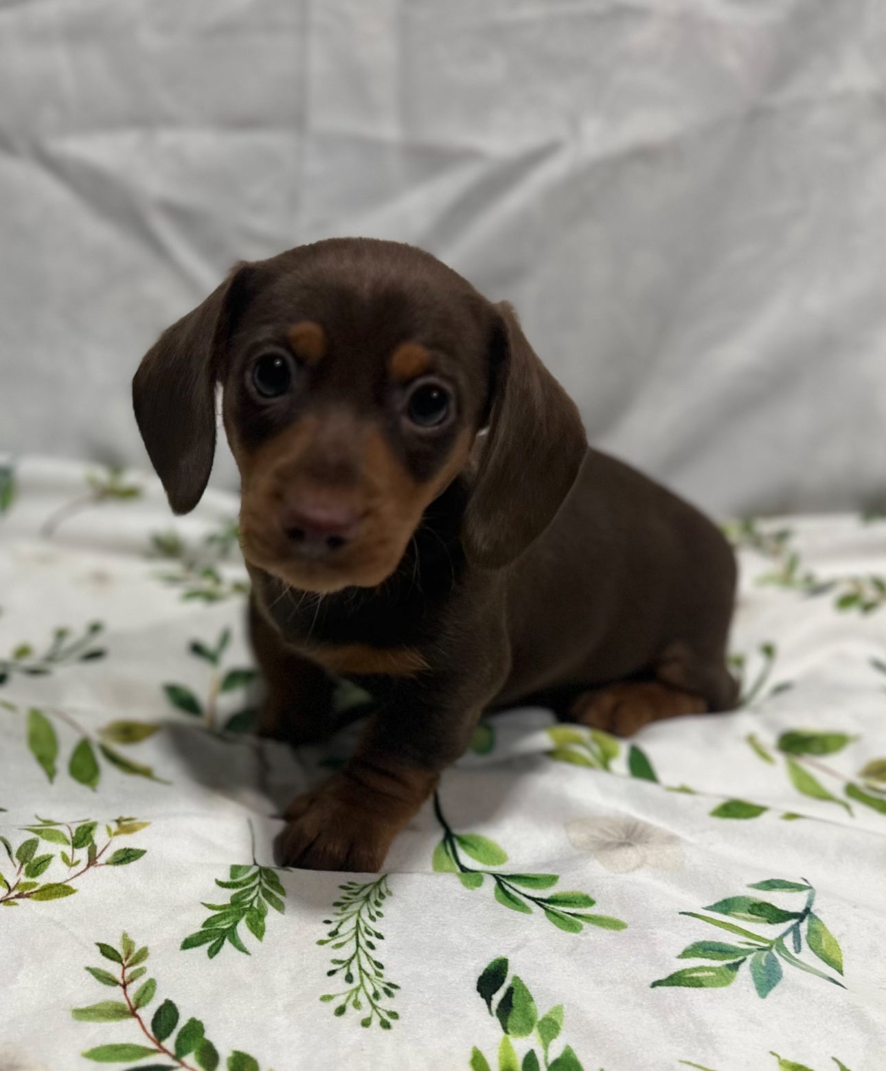 Mini Dachshund