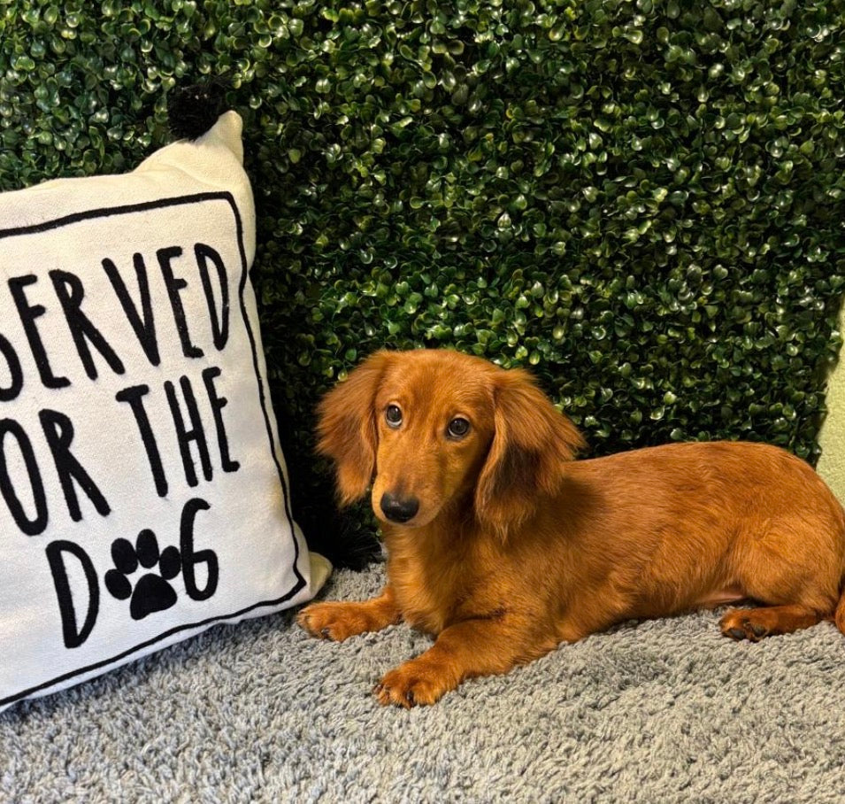 Available NOW- Mini Dachshund