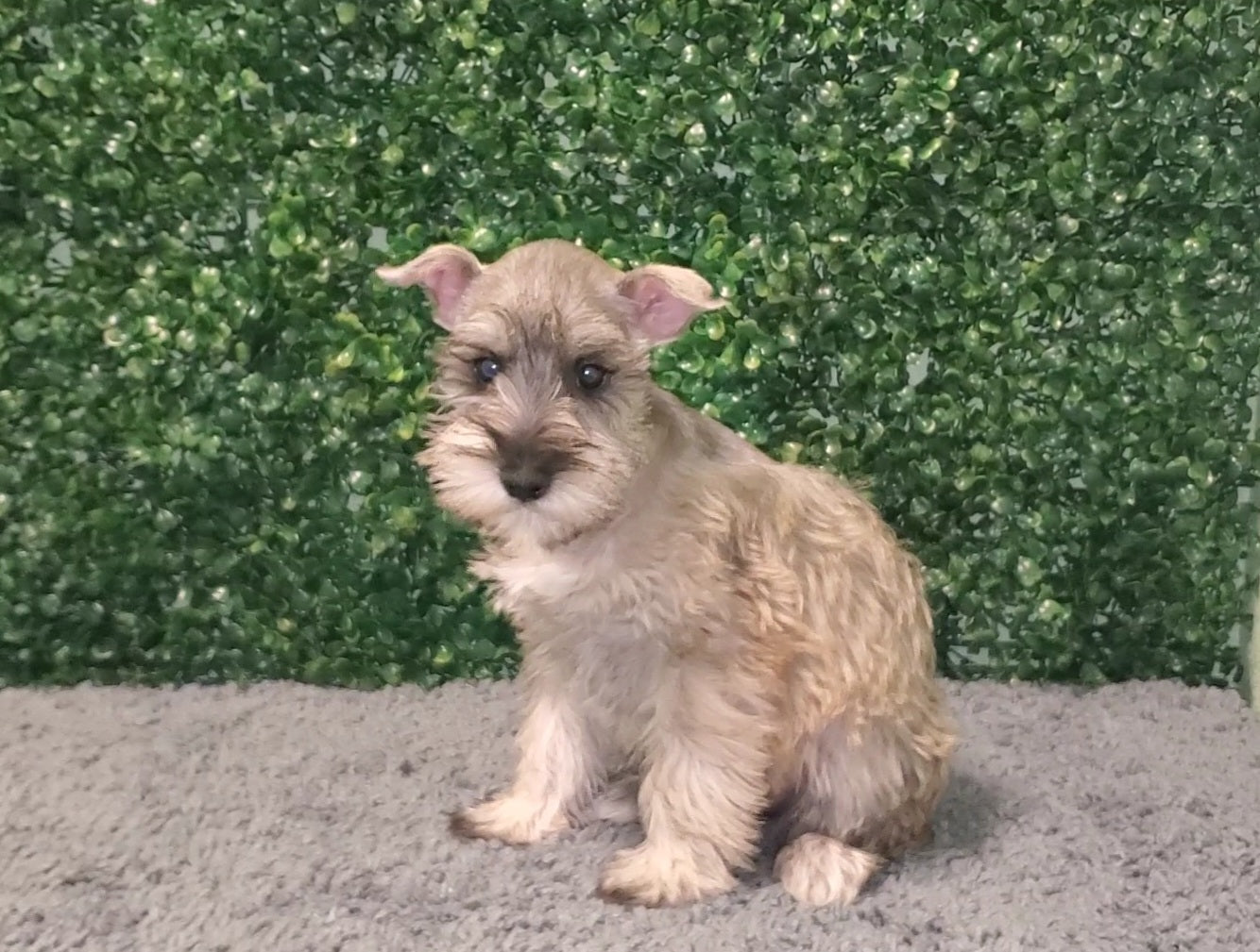 Mini Schnauzer