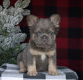 French Bulldog - Rare Fluffy