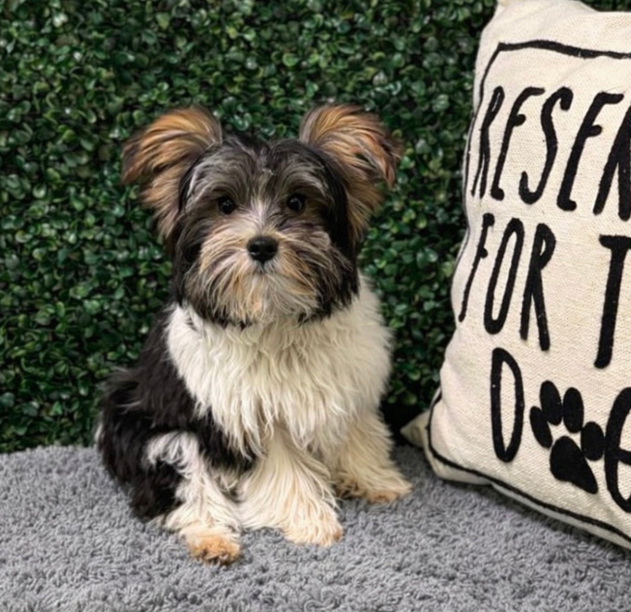 Available NOW- Teacup Yorkie