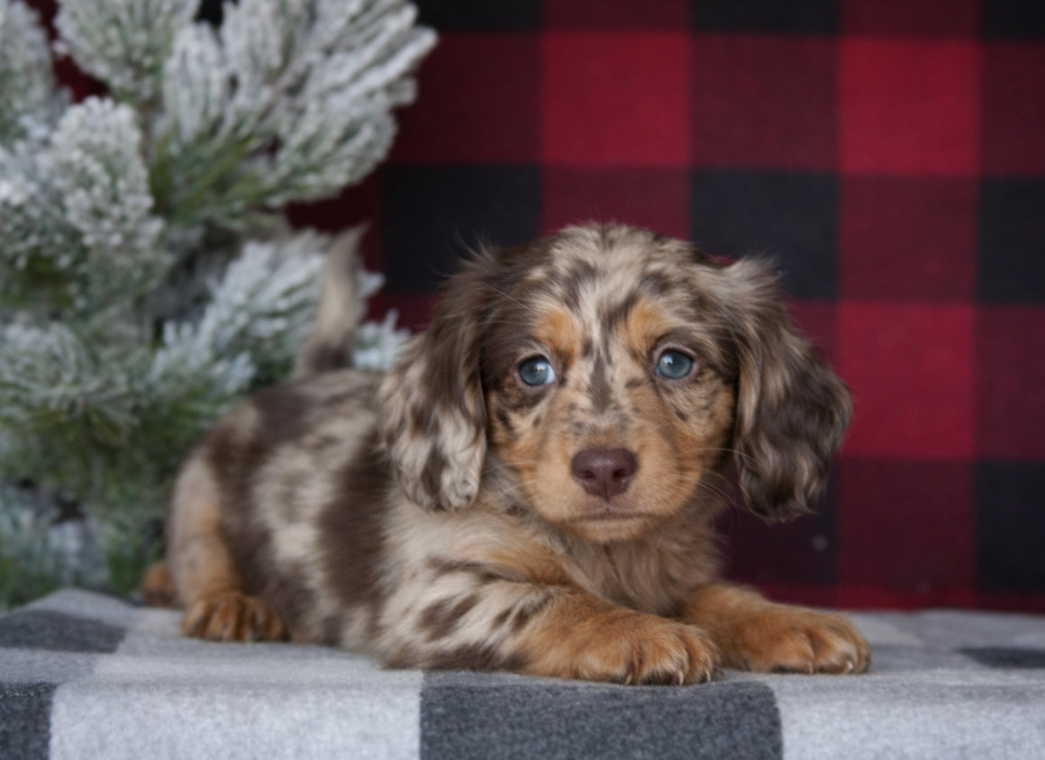 Mini Dachshund