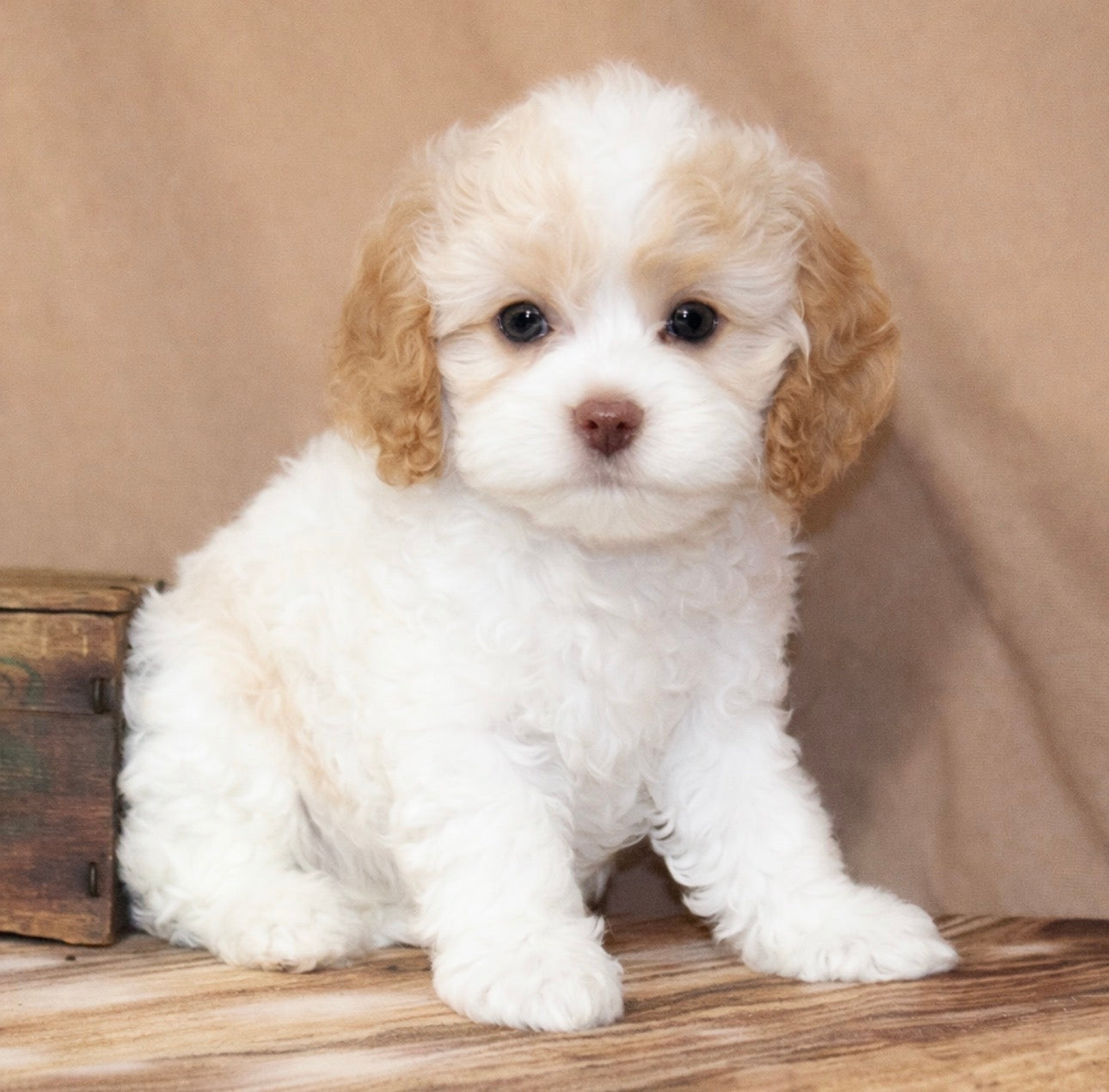 Toy CockaPoo - 02/24/26 – Oklahoma Puppy Cottage