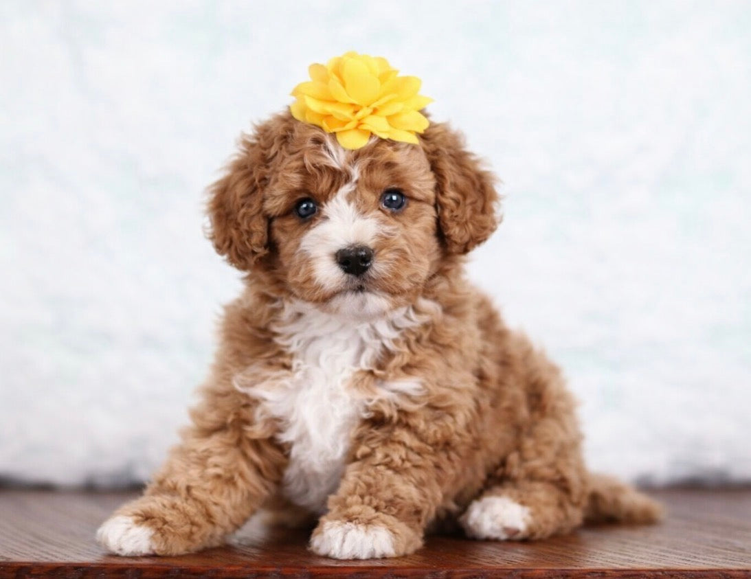 CavaPoo - Available 03/10/26